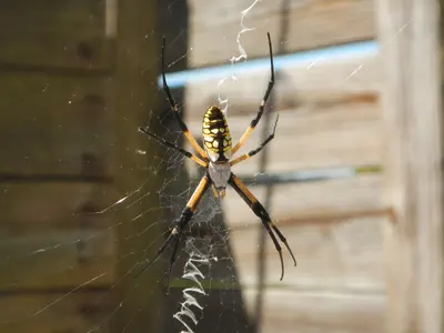 [Big spider]