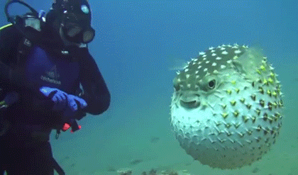 Chad OpenBSD user scaring a GNU/Diver